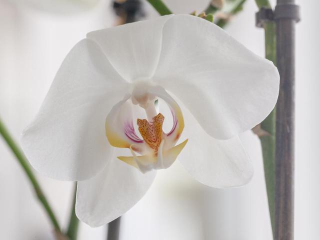 Orchidee-1-von-4