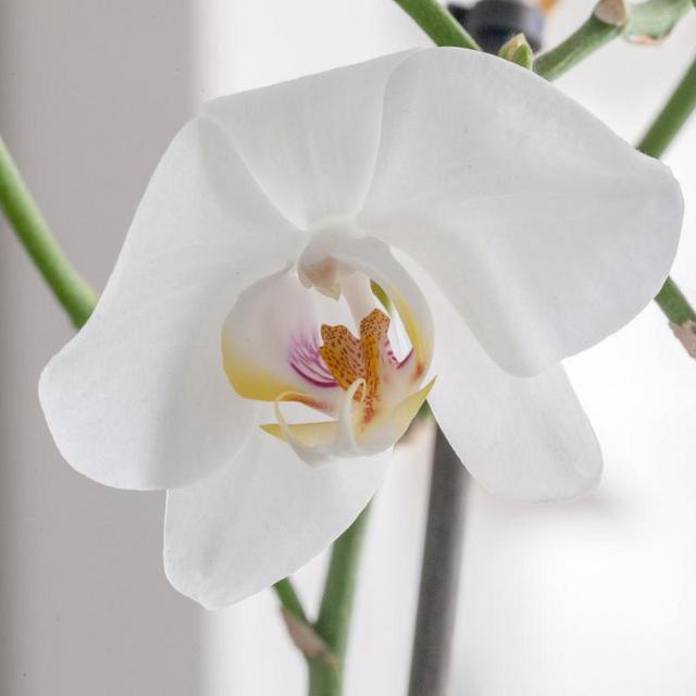 Orchidee-2-von-4