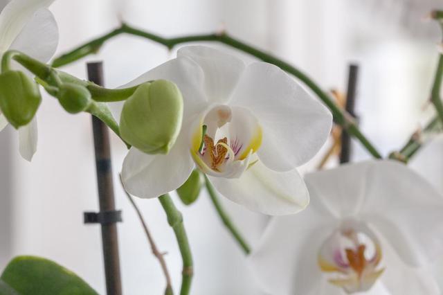 Orchidee-3-von-4