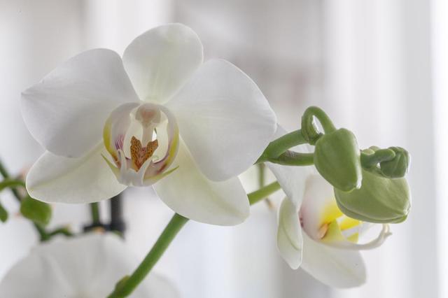 Orchidee-4-von-4