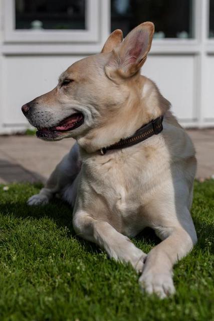 Sam Im Garten 3 Von 4