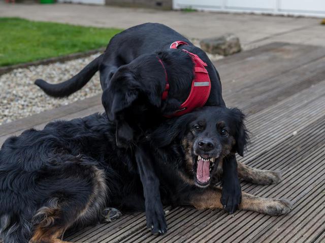 Spiel Und K Sschen 2 Von 6