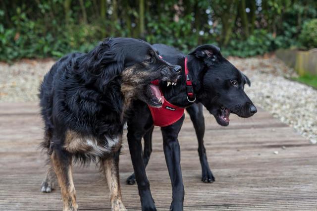 Spiel Und K Sschen 4 Von 6