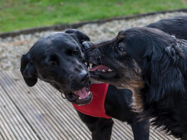 Spiel Und K Sschen 5 Von 6