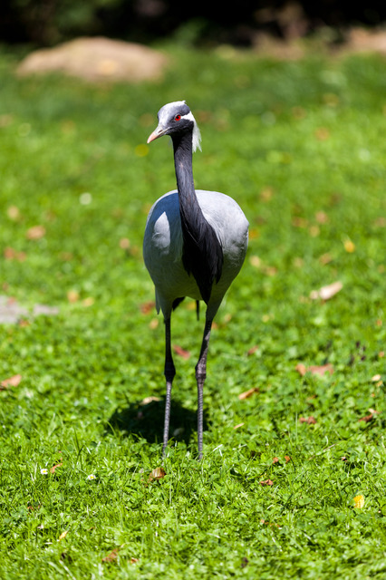 Tierpark Aachen (8 von 11)