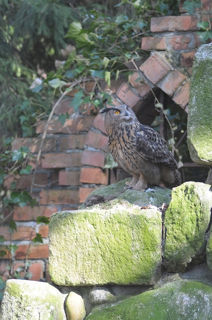 00 DSC 1224 Orischinol