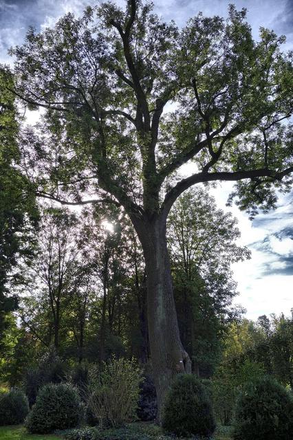 Baum_2