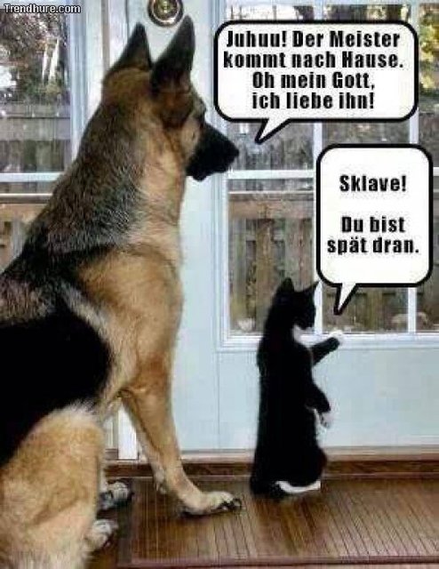 Hundundkatze