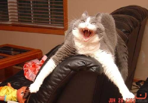 71k6pdgdgw1162369338 20100218 1545517327