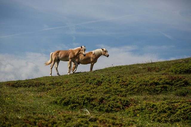 haflinger