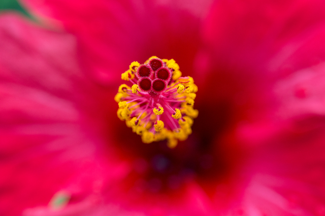 Hibiskus 1