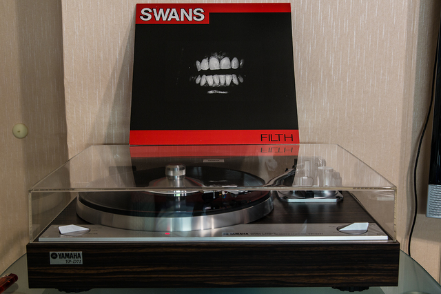 swans