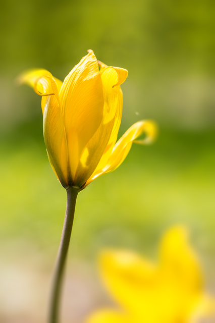 wildtulpe1