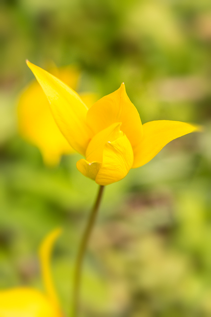 wildtulpe2