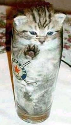 Katze Im Glas