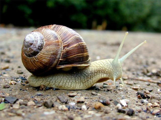 Schnecke5 M