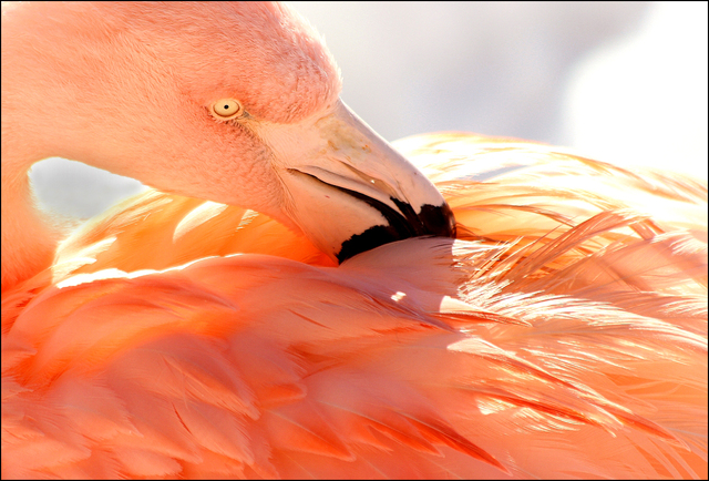 Flamingo Ii 526011