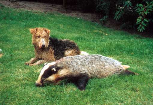 DFV Foxterrier Jagd Mit Dachs