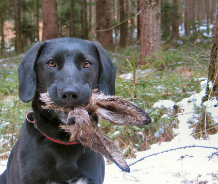 Jadghund Mit Hasenohren