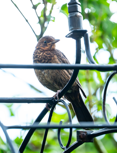 Amsel01