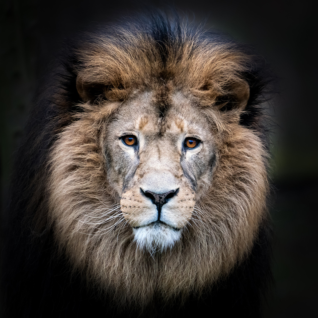 Lion01klein