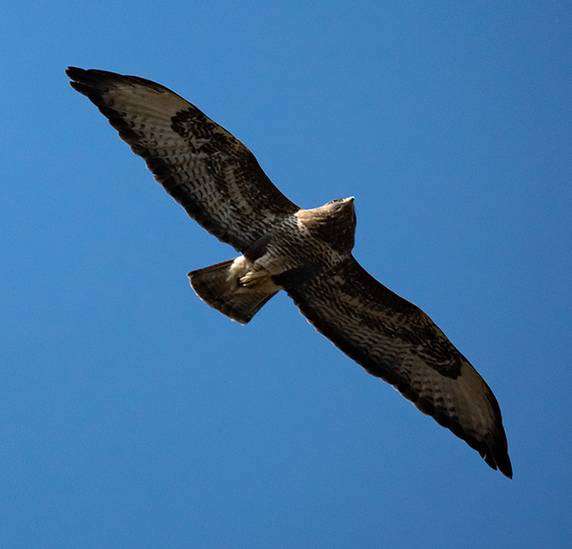 Mäusebussard 13 3 2022 W Klein