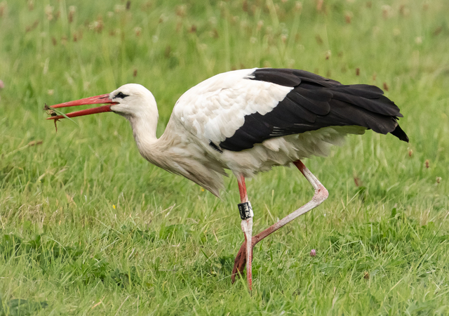 Storch01