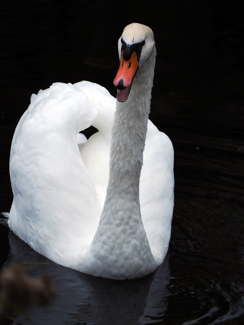 Swan1