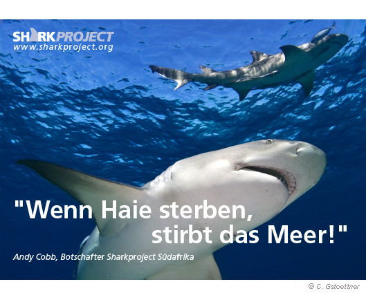 SharkProject Wenn Haie Sterben Stirbt Das Meer Banner