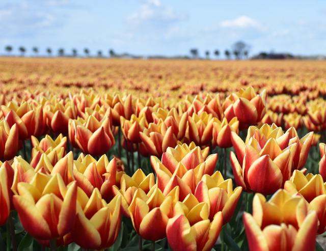 tulpen