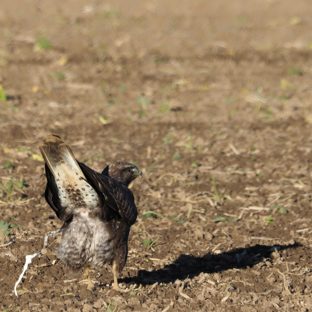 PA247555DxO 5