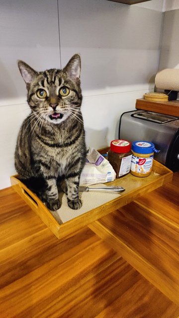 Was gibt\'s zu Essen?