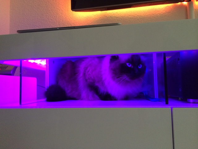 Ragdoll TV Katze