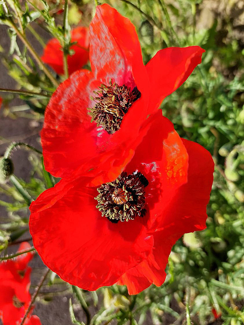 350532948 242716778377189 5395009153488738606 N