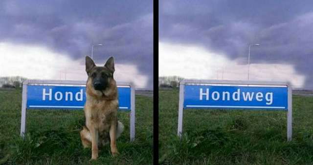 Hond Hondweg