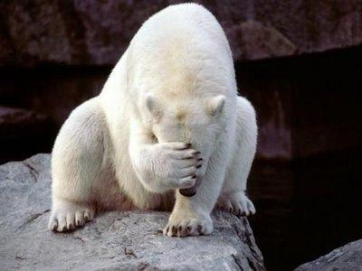 Icebear Facepalm