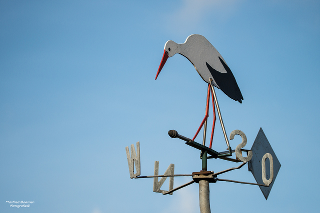 Der alte Storch