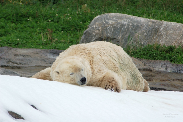 Der Bär