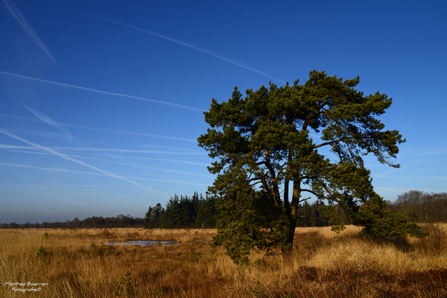 Der Baum