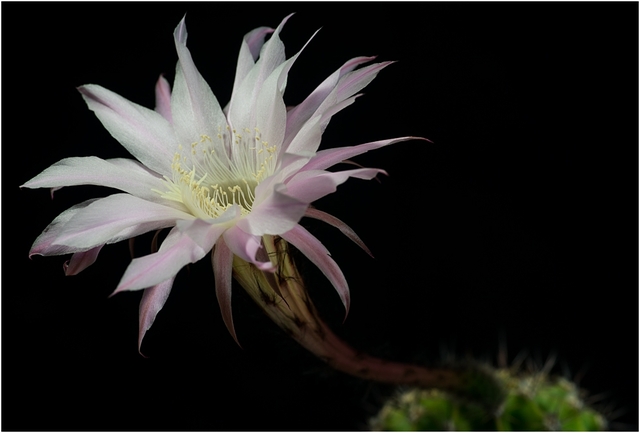 Echinopsis-Hybride