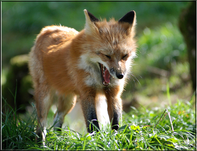 lachender Fuchs