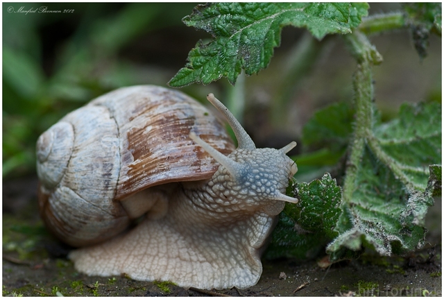 Monster-Schnecke