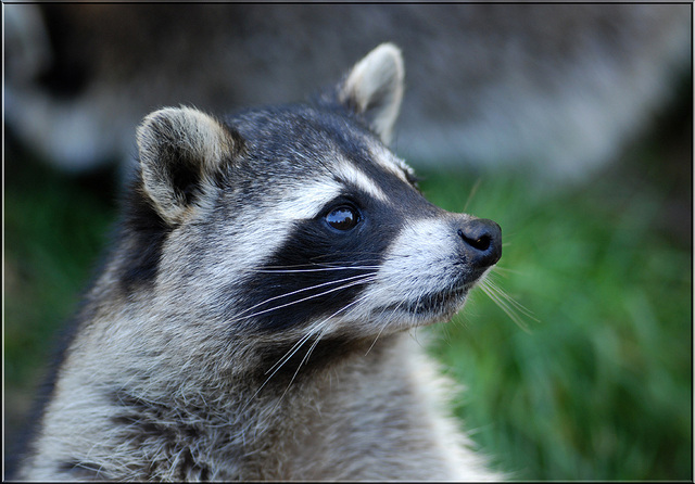 posing racoon