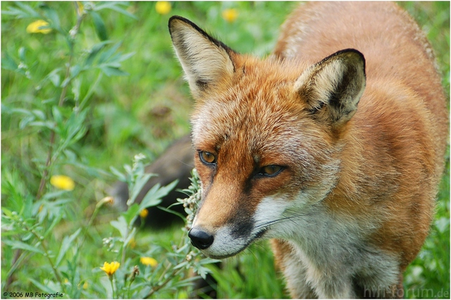 Rotfuchs