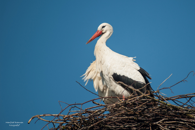 Storch