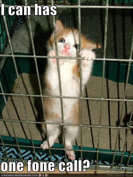 Funny Pictures Your Kitten Wants A Phonecall From Jail