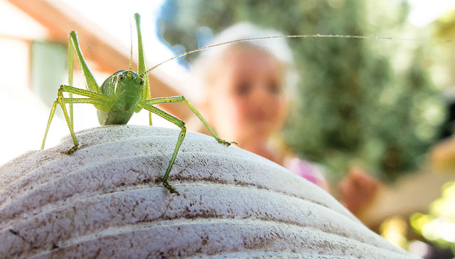 Sommer Bilder 2016