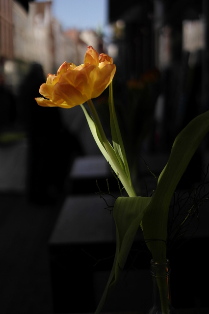 Frhling