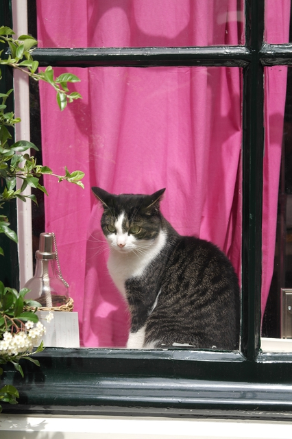 Katze am Fenster