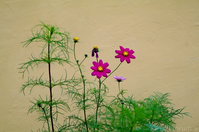 Mauerblmchen